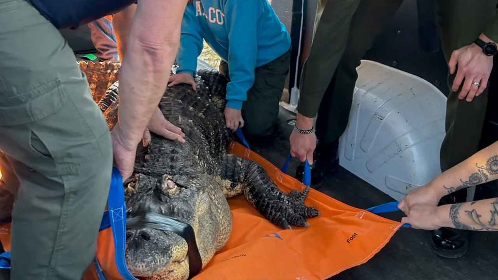 NY Department of Environmental Conservation officers secure the 11-foot alligator for transport. Photo Credit: DEC