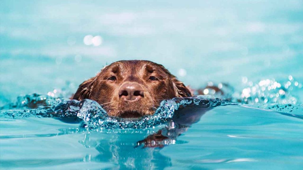 Which dog breeds love to swim? According to PetMD some dog breeds are better suited for swimming than others.